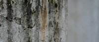 Close-up of natural tree bark texture with detailed surface patterns and organic grooves for nature backgrounds and environmental design projects.