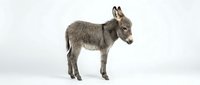 Young gray donkey foal standing in profile on white background, isolated farm animal ready for design projects and educational materials.