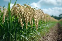 Ripe rice plants with golden grains growing in agricultural field on sunny day, green stalks and leaves against blue cloudy sky, farm crop ready for harvest.