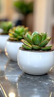 Green succulent plants in round white ceramic pots on marble counter, with soft bokeh background creating modern minimalist home decor atmosphere.