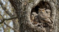Great horned owl family with chicks in tree hollow nest cavity during spring nesting season in natural woodland habitat.