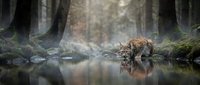 Wild lynx drinking water from forest stream with reflection in natural woodland habitat during autumn season.
