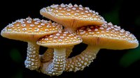 Spotted orange mushrooms with white dots growing in cluster against dark background. Detailed macro photography of wild forest fungi showing natural patterns.