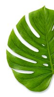 Vibrant green monstera leaf with distinctive perforations isolated on white background, ready for design projects and botanical compositions.