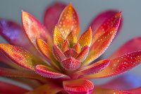 Vibrant orange and pink succulent plant with water droplets on petals in macro photography, showing detailed texture and natural patterns in morning dew.