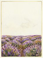 Expansive lavender field landscape with rolling hills under soft sky, featuring purple blooms and golden grasses, suitable for wall art and nature-themed designs.