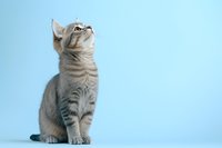 Curious gray tabby kitten looking up against blue background, sitting in elegant pose. Striped domestic cat showing playful interest for pet and animal concepts.
