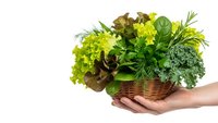Fresh mixed salad greens and herbs in wicker basket held by hands on white background. Organic lettuce, kale, basil for healthy cooking and nutrition.