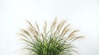 Ornamental pampas grass plant with feathery plumes isolated on white background for home decor and landscaping design projects.