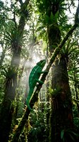 Green chameleon climbing moss-covered tree branch in lush tropical rainforest with sunbeams filtering through dense canopy creating magical atmosphere.