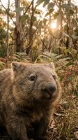 Adorable wombat in natural Australian bush habitat during golden hour sunset with warm sunlight filtering through eucalyptus trees and native vegetation.