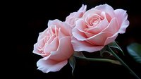 Delicate pink roses with soft petals bloom against dark background, showcasing gentle curves and subtle light gradients. Romantic floral composition for wedding designs.