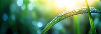 Fresh green grass blade with morning dew drops against blurred natural bokeh background in sunlight. Nature macro photography for environmental themes.
