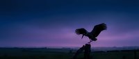 Eagle silhouette landing on wooden post against dramatic purple twilight sky over rural landscape at dusk creating powerful nature scene.