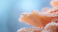 Delicate coral-colored mushroom gills with crystalline dewdrops along frilled edges against soft blue background, creating dreamy macro nature photography effect.