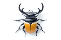 Black stag beetle with orange wing covers isolated on white background, detailed macro view of exotic insect specimen for nature and wildlife designs.