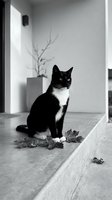 Black and white cat with white chest markings sitting indoors on concrete floor near dried leaves and branches. Suitable for pet, animal, and home decor projects.