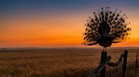 Peacock displaying magnificent tail feathers perched on wooden fence post during golden hour sunset over rural farmland field creating dramatic silhouette against colorful sky.