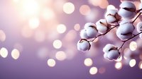 Cotton flowers branch with soft bokeh lights in purple and pink tones creating dreamy romantic atmosphere. Natural organic background for wellness and spa.