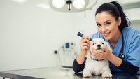 Female veterinarian examining small white dog with otoscope in modern clinic. Professional pet healthcare and animal medical checkup concept.