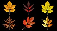 Autumn leaves collection featuring six isolated fall foliage designs in warm orange, red, brown and yellow tones. Transparent background, ready for t-shirts, clipart, stickers, sublimation and print-on-demand projects.