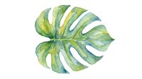 Tropical monstera leaf with natural green and yellow tones, isolated on white background. Suitable for botanical designs, home decor, and nature-themed projects.