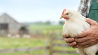 White chicken held in farmer's hands with rural farm background, representing poultry farming, agriculture, and livestock care for agricultural and farming industry use.