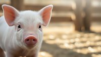 Adorable young pig with pink snout and ears looking at camera in warm sunlight on farm, perfect for agricultural and livestock content.