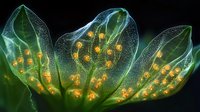 Translucent green petals with glowing orange spores captured in macro photography against dark background, creating ethereal botanical art piece.