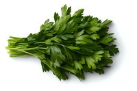 Fresh Italian flat leaf parsley bunch isolated on white background. Vibrant green culinary herb with crisp leaves and stems ready for cooking and garnishing.