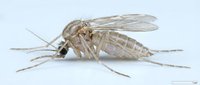 Mosquito isolated on white background, detailed macro view showing wings, legs, and body structure for educational, scientific, and design purposes.
