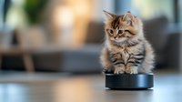Adorable Persian kitten sitting on robotic vacuum cleaner, fluffy tabby fur with curious expression against blurred home interior background.