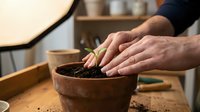 Person with medium skin tone planting a small green seedling into rich soil within a terracotta pot on a wooden surface, demonstrating gardening, horticulture, or sustainable living practices for educational or lifestyle content.