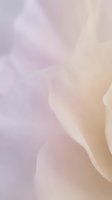 Soft flowing fabric texture with gentle purple and peach gradient colors creating elegant waves and curves for luxury fashion and beauty backgrounds.