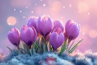Purple crocus flowers blooming through snow with magical bokeh lights and soft pink gradient background for spring greeting cards and seasonal designs.