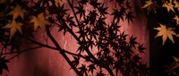 Autumn maple leaves silhouette against warm pink sunset sky with soft bokeh light effects creating romantic seasonal atmosphere for fall designs.