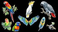 Colorful parrots and tropical birds isolated on transparent background, ready for t-shirt design, clipart, stickers, sublimation, and print-on-demand projects.