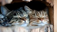 Two content cats sleeping together, snuggled close with peaceful expressions, striped and ginger felines resting in cozy wooden nook, showing companionship and comfort.