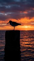Seabird silhouette perched on wooden post during dramatic ocean sunset with vibrant orange and purple clouds reflecting on water surface.