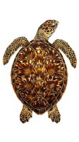 Sea turtle isolated on white background, top view. Brown and golden shell with detailed scute patterns, four flippers extended. Marine reptile for wildlife, nature, education, and design projects.