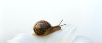 Garden snail crawling slowly across white wooden surface with natural brown spiral shell and extended tentacles showing detailed texture and movement.