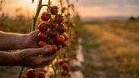 Farmer hands holding fresh ripe cherry tomatoes on vine during golden hour harvest in organic vegetable garden with warm sunset light creating agricultural scene.