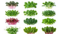 Fresh microgreens collection isolated on white background featuring radish, basil, arugula, pea shoots and other organic sprouts for healthy cooking.