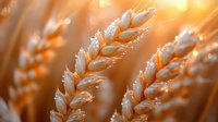 Golden wheat ears with morning dew drops in warm sunlight. Macro photography of ripe cereal crop field at sunrise shows natural agricultural harvest background.
