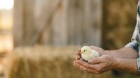 Young chick held in farmer's hands in rural setting. Poultry farming, agriculture, and animal husbandry concept for agricultural business and farm management projects.