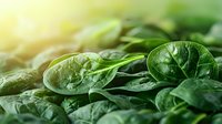 Fresh raw spinach leaves with water drops in sunlight close up macro shot, healthy organic green vegetable background for food photography.