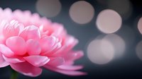 Pink peony flower in full bloom against dark background with soft bokeh lights creating dreamy atmosphere, macro photography with selective focus.