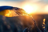 Golden sunlit feather grass swaying in warm evening light with bokeh effect and sunset backdrop creates dreamy natural atmosphere. Perfect for nature backgrounds.