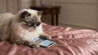 Fluffy white cat wearing sunglasses lying on pink bedding while looking at smartphone, humorous pet technology concept for advertising and lifestyle content.