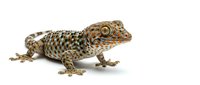 Spotted gecko with tan and dark brown patterned scales isolated on white background, suitable for educational materials, wildlife guides, and reptile care resources.